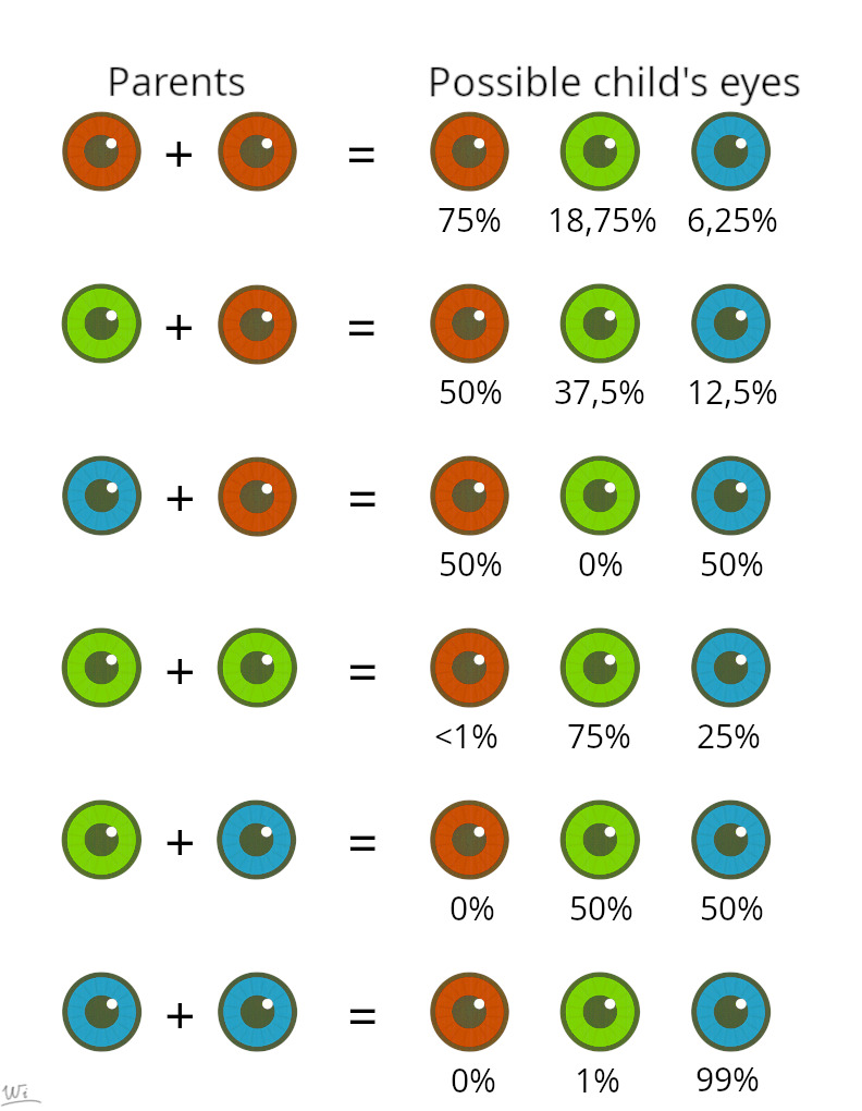A detailed chart showing eye color inheritance patterns from parents to children, illustrating dominant and recessive gene combinations